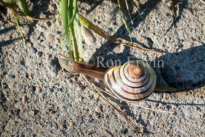 Snail