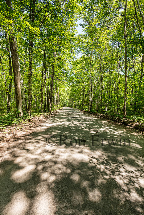 Forest in Awenda Park ON