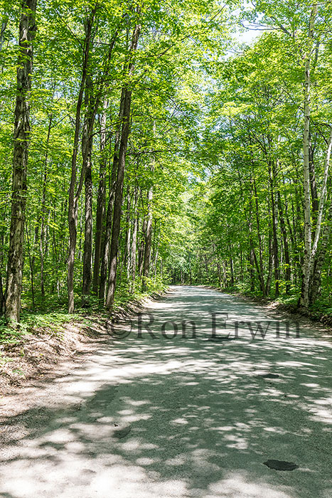 Forest in Awenda Park ON