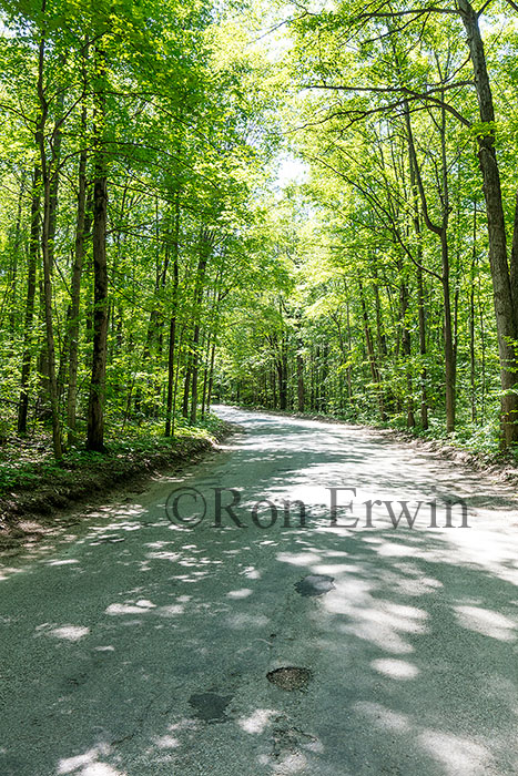 Forest in Awenda Park ON
