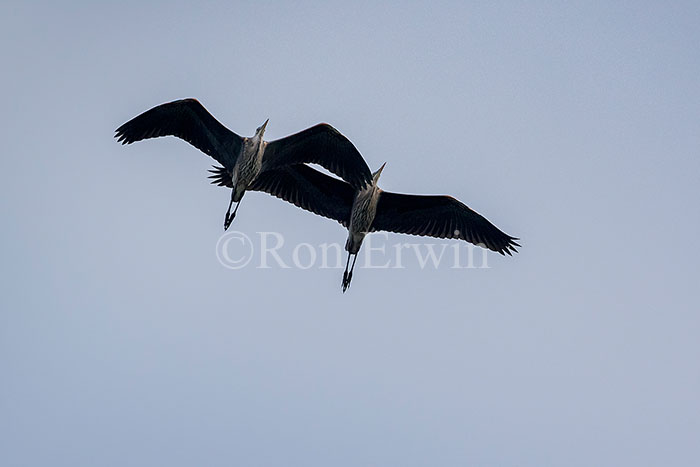Great Blue Herons in Flight