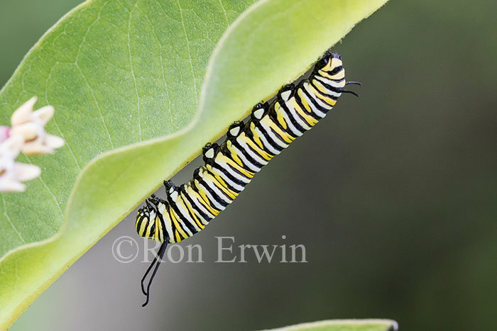 Monarch Caterpillar