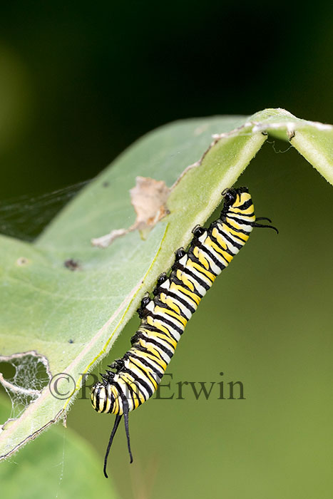Monarch Caterpillar
