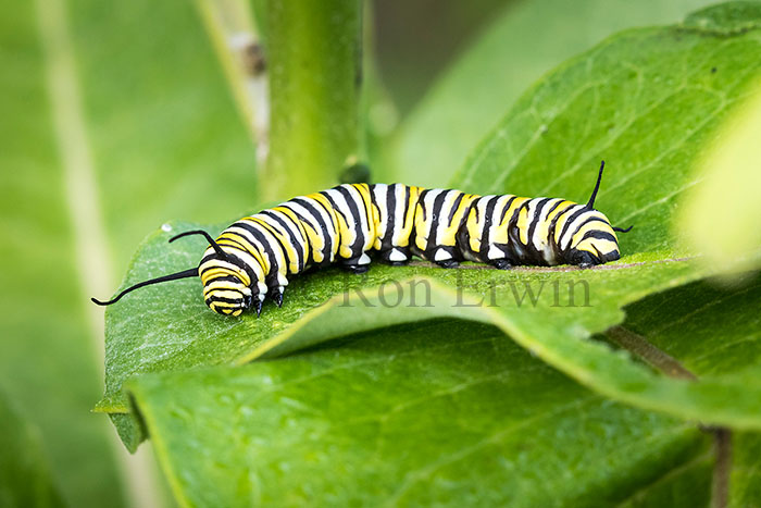 Monarch Caterpillar
