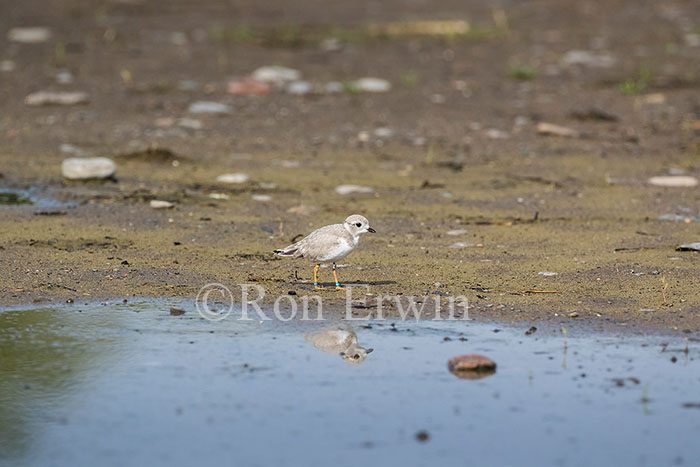 Young Piping Plover