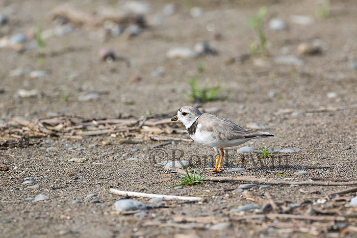 Piping Plover Adult Male