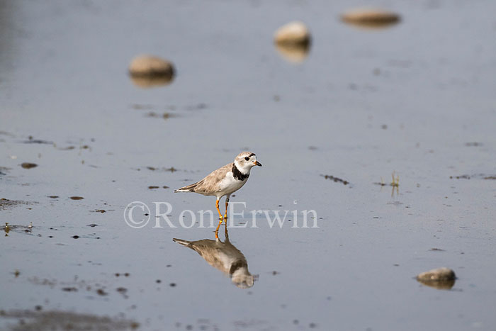 Piping Plover Adult Male