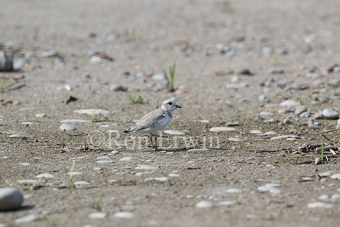 Young Piping Plover
