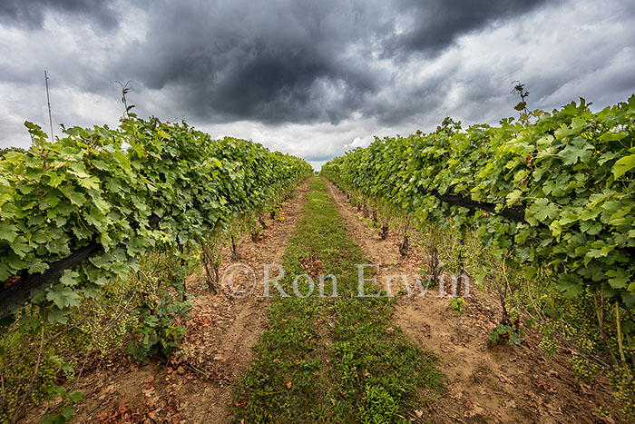Vineyard in Norfolk County, ON