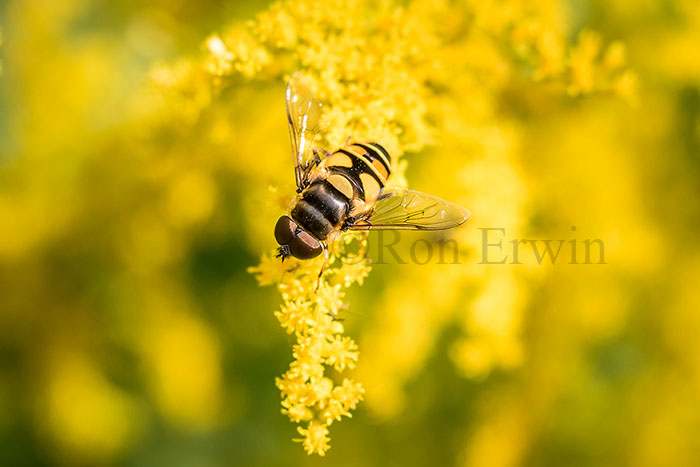 Hover Fly