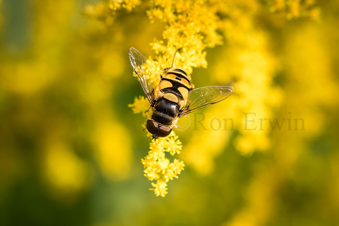 Hover Fly