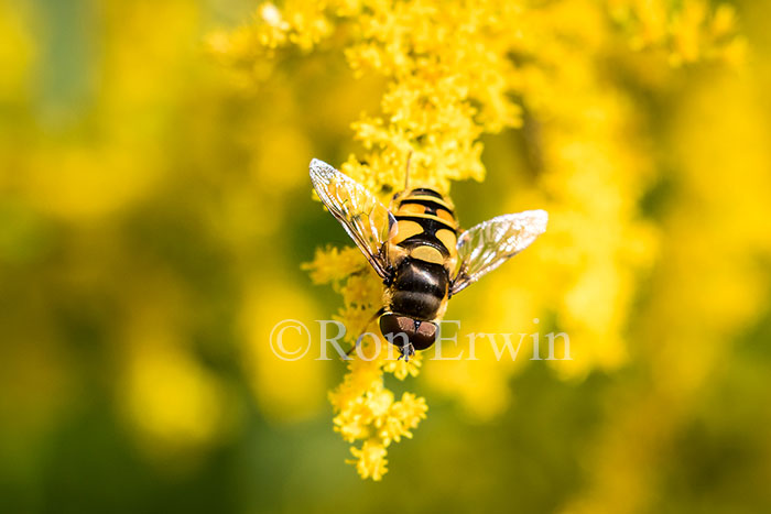 Hover Fly