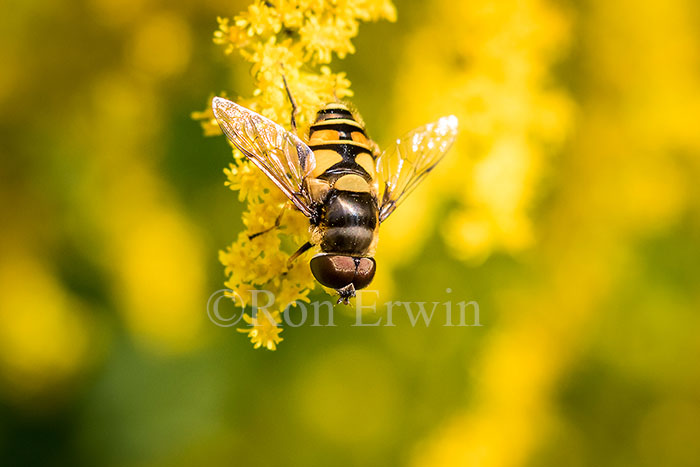 Hover Fly