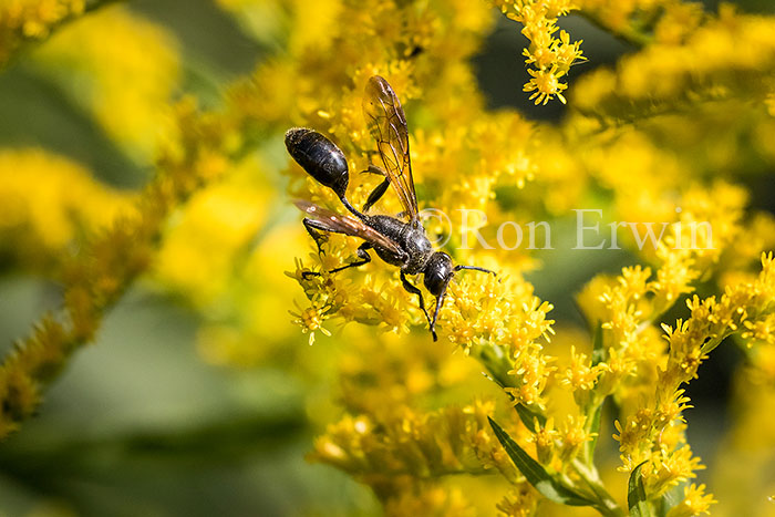 Wasp on Goldenrod