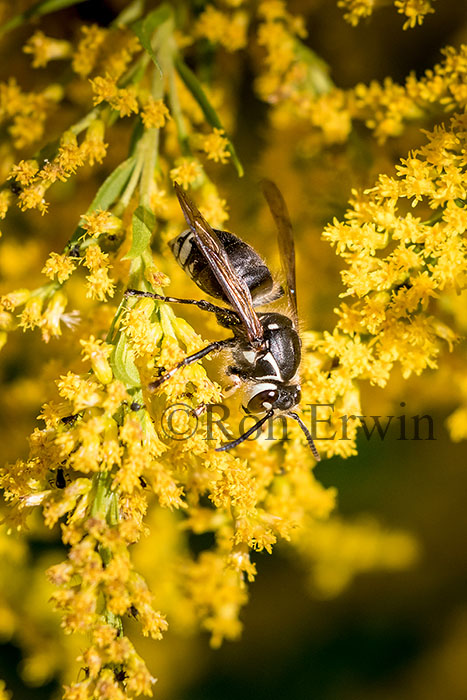 Bald-faced Hornet
