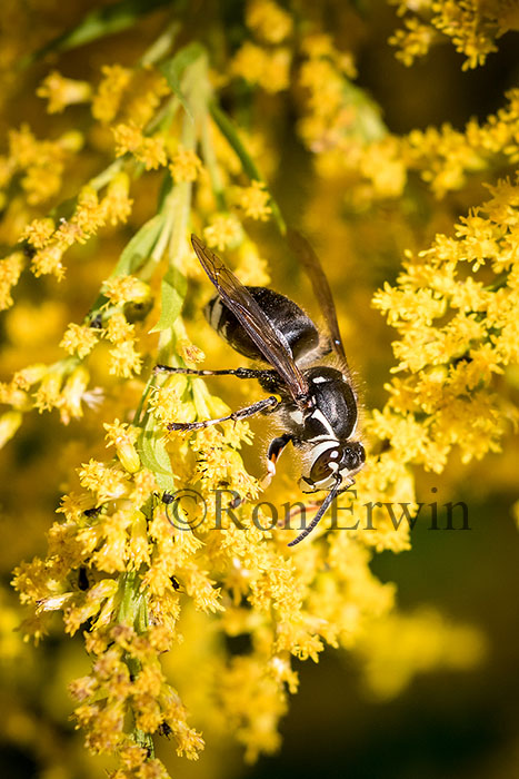 Bald-faced Hornet
