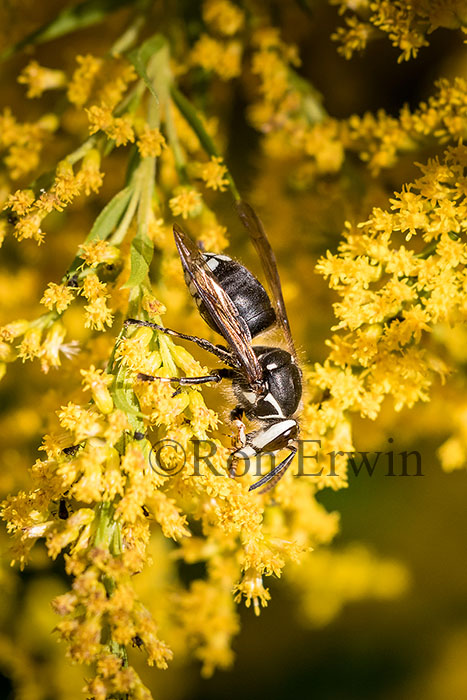 Bald-faced Hornet