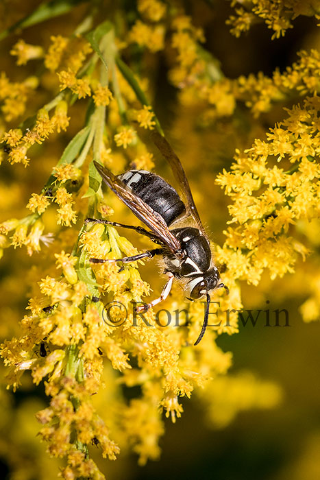 Bald-faced Hornet