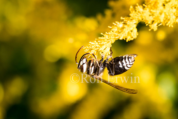 Bald-faced Hornet