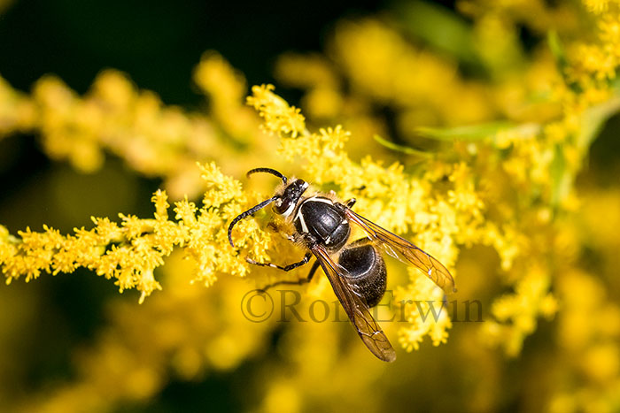 Bald-faced Hornet