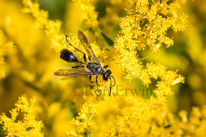 Wasp on Goldenrod