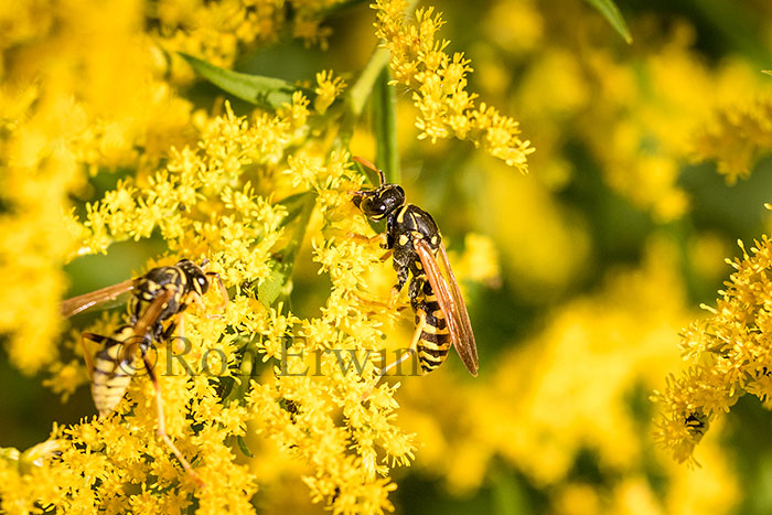 European Paper Wasps