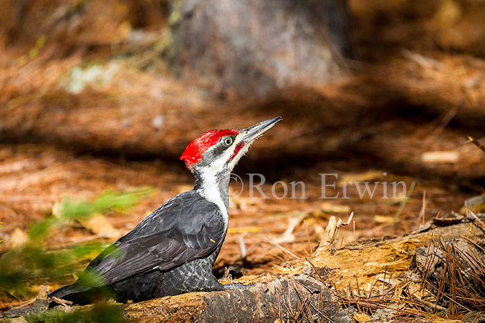 Male Pileated Woodpecker