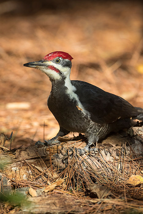 Male Pileated Woodpecker