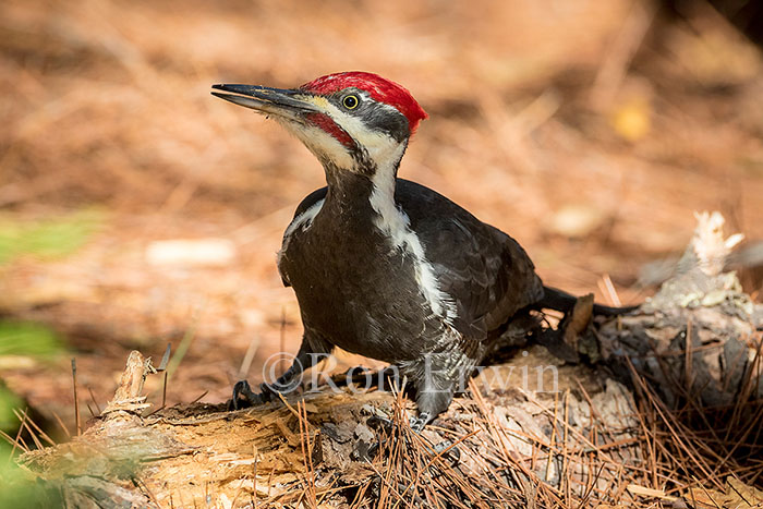 Male Pileated Woodpecker