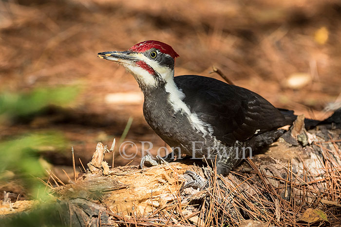 Male Pileated Woodpecker