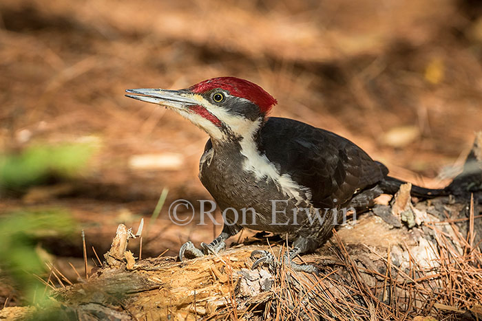 Male Pileated Woodpecker