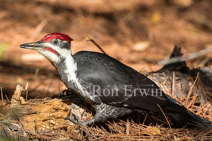 Male Pileated Woodpecker