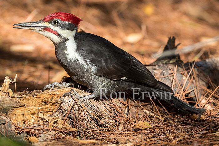 Male Pileated Woodpecker