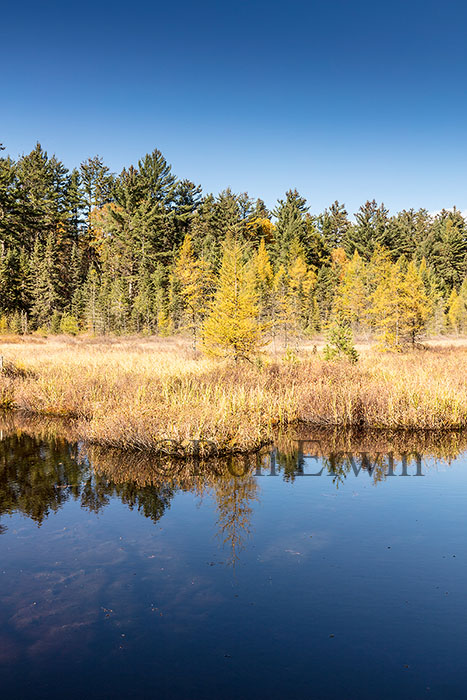 Algonquin Ontario Wetlands
