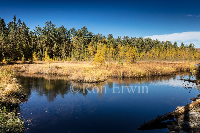 Algonquin Ontario Wetlands