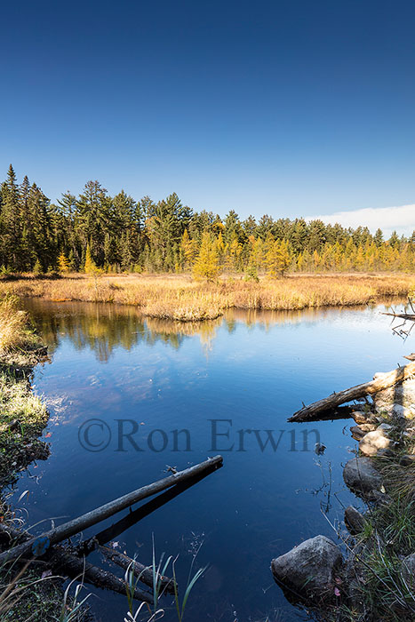 Algonquin Ontario Wetlands