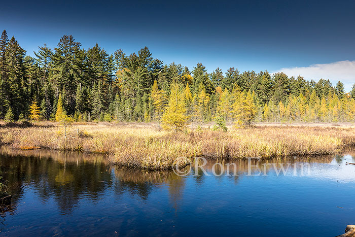 Algonquin Ontario Wetlands