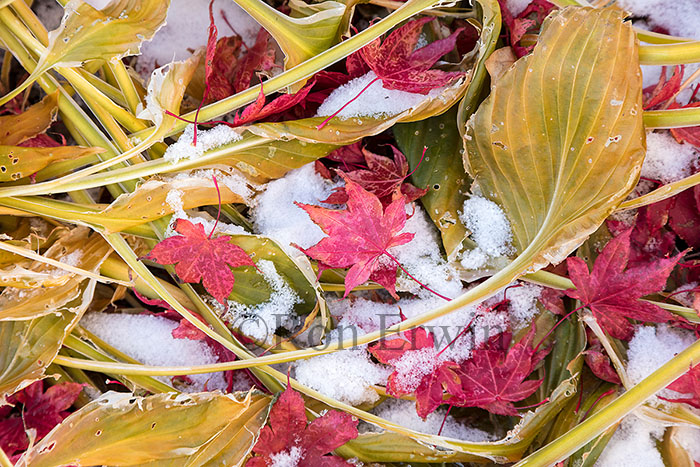 Leaves in Snow