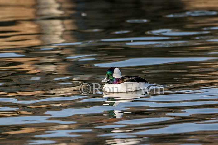 Male Bufflehead
