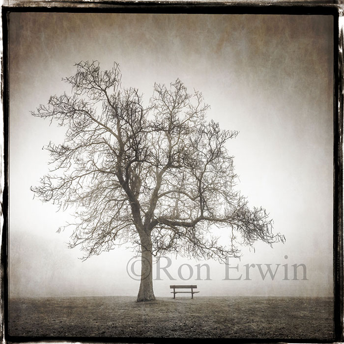 Alone in the Fog