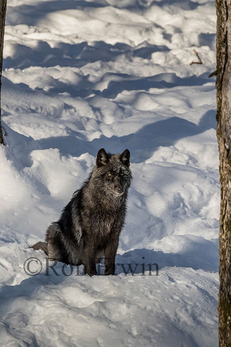 Black Wolf