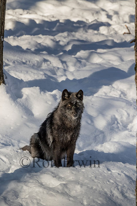 Black Wolf