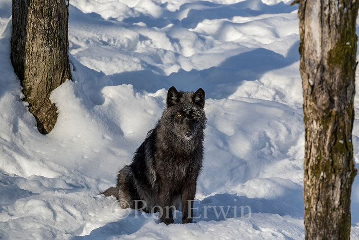 Black Wolf