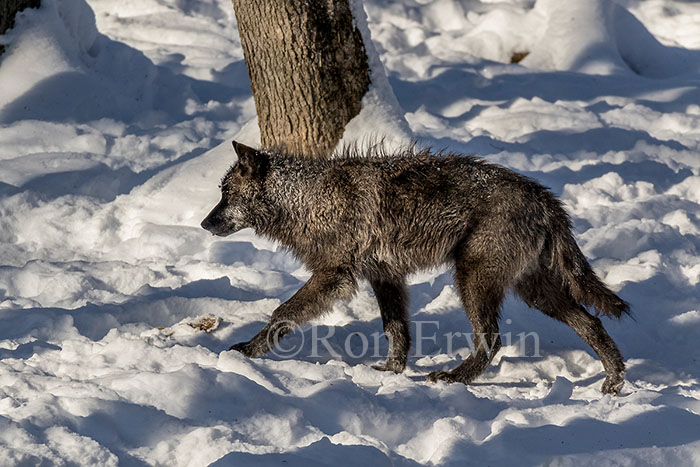 Black Wolf