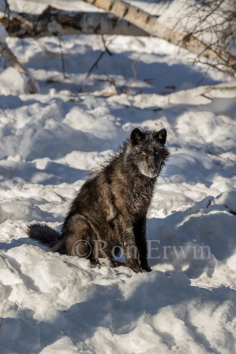 Black Wolf
