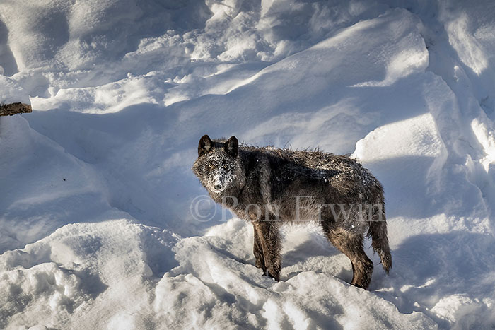 Black Wolf
