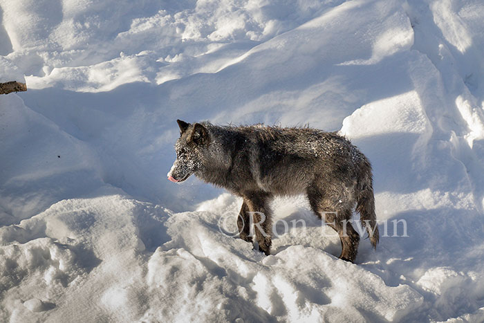 Black Wolf