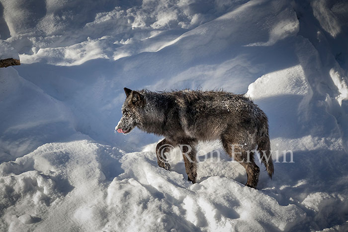 Black Wolf