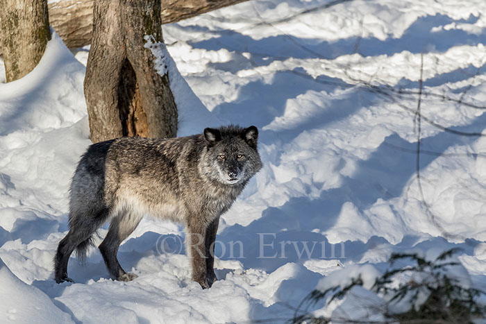 Black Wolf