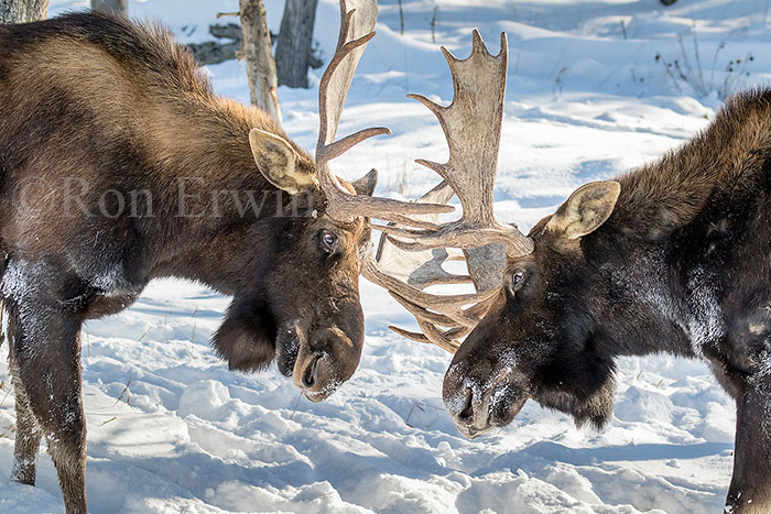 Two Bull Moose